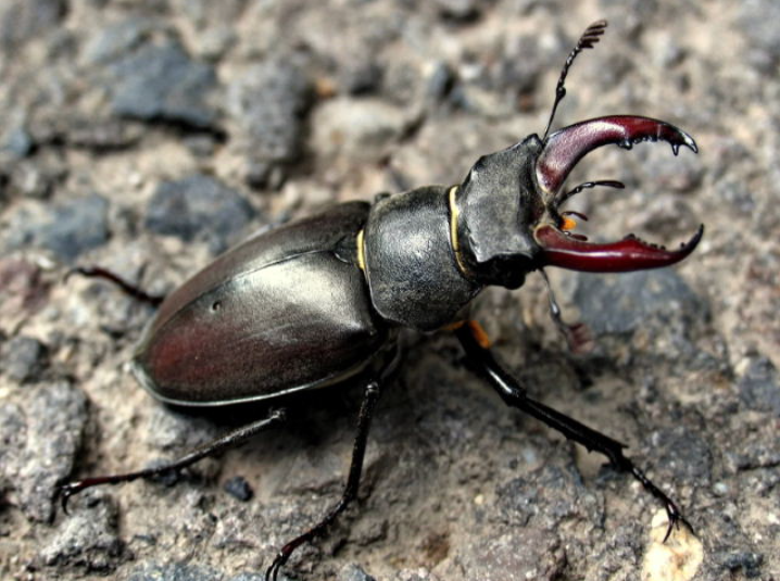 cervo volante