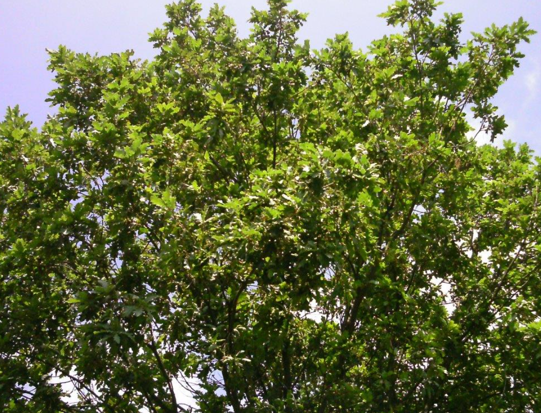 Roverella