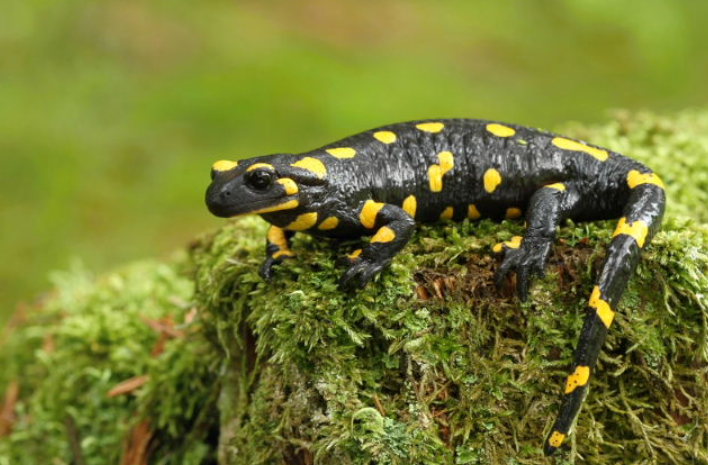Salamandra