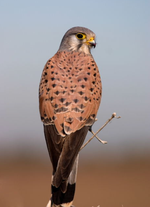 gheppio comune