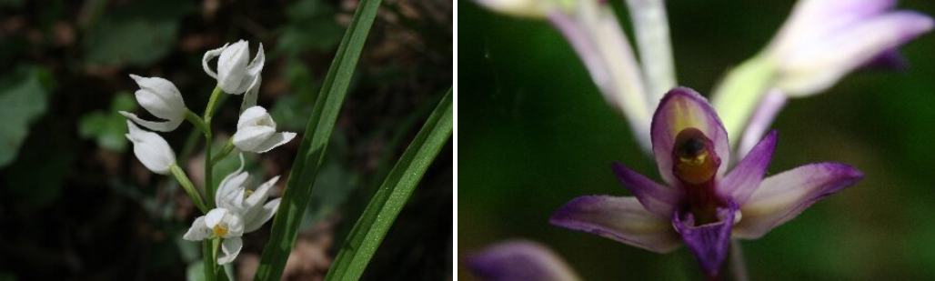 Orchidee