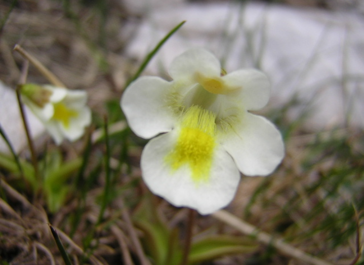pinguicola alpina