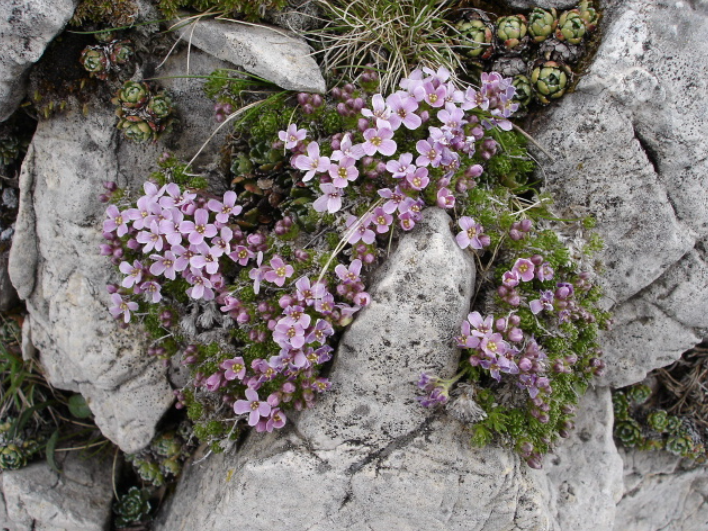 sassifraga