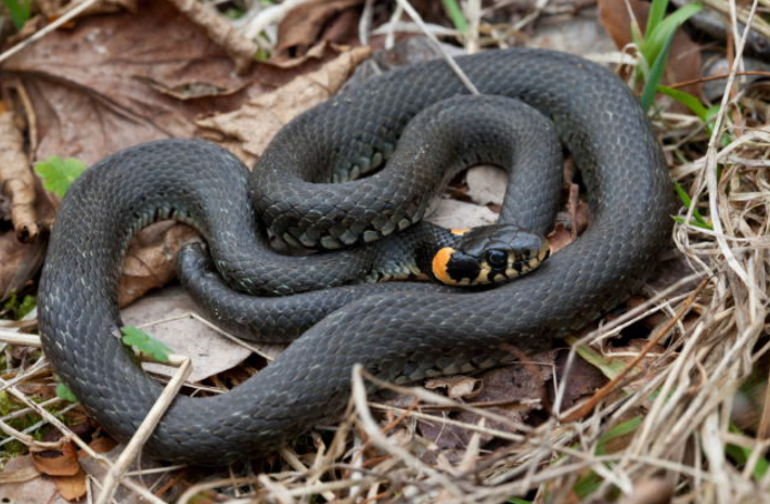 Serpente