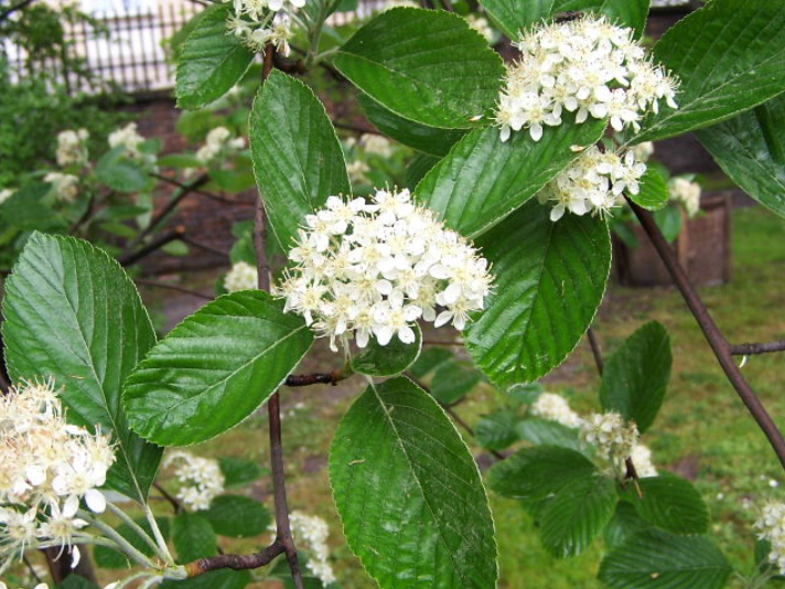 sorbo montano